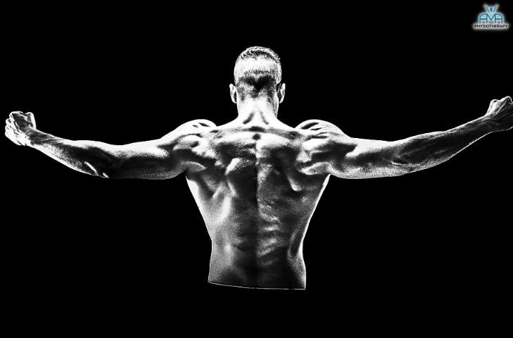 low back exercises 